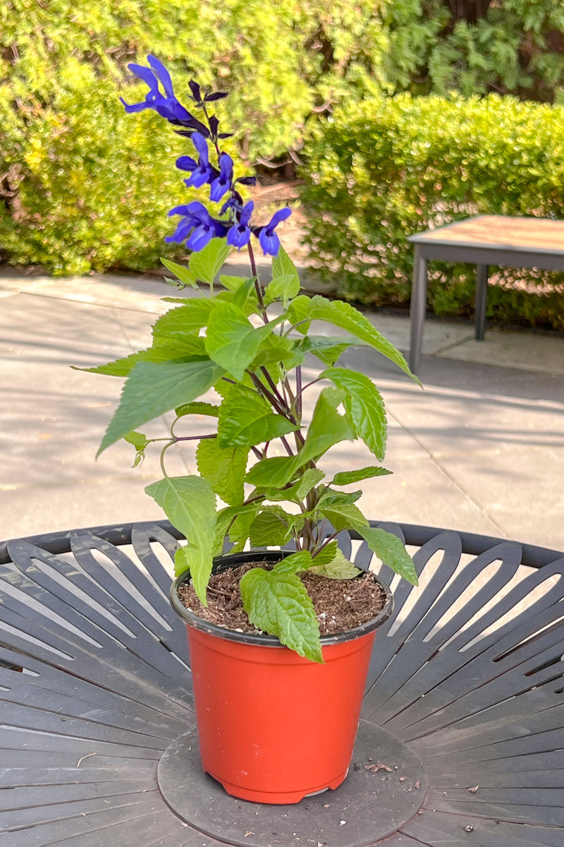 Salvia, Black N Blue