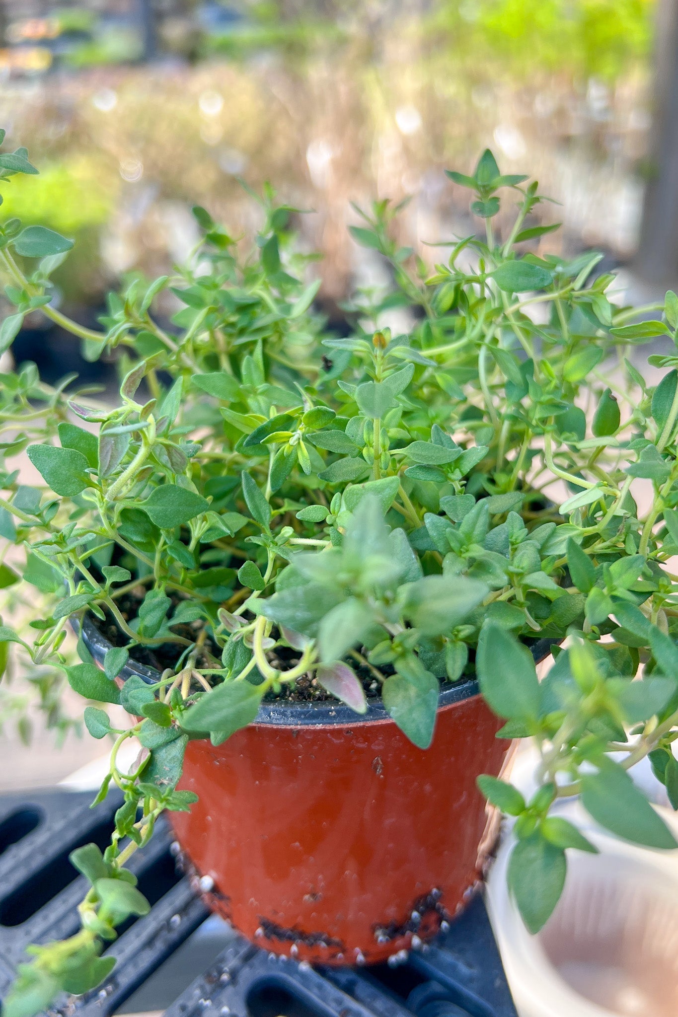Herb, Thyme English 4"