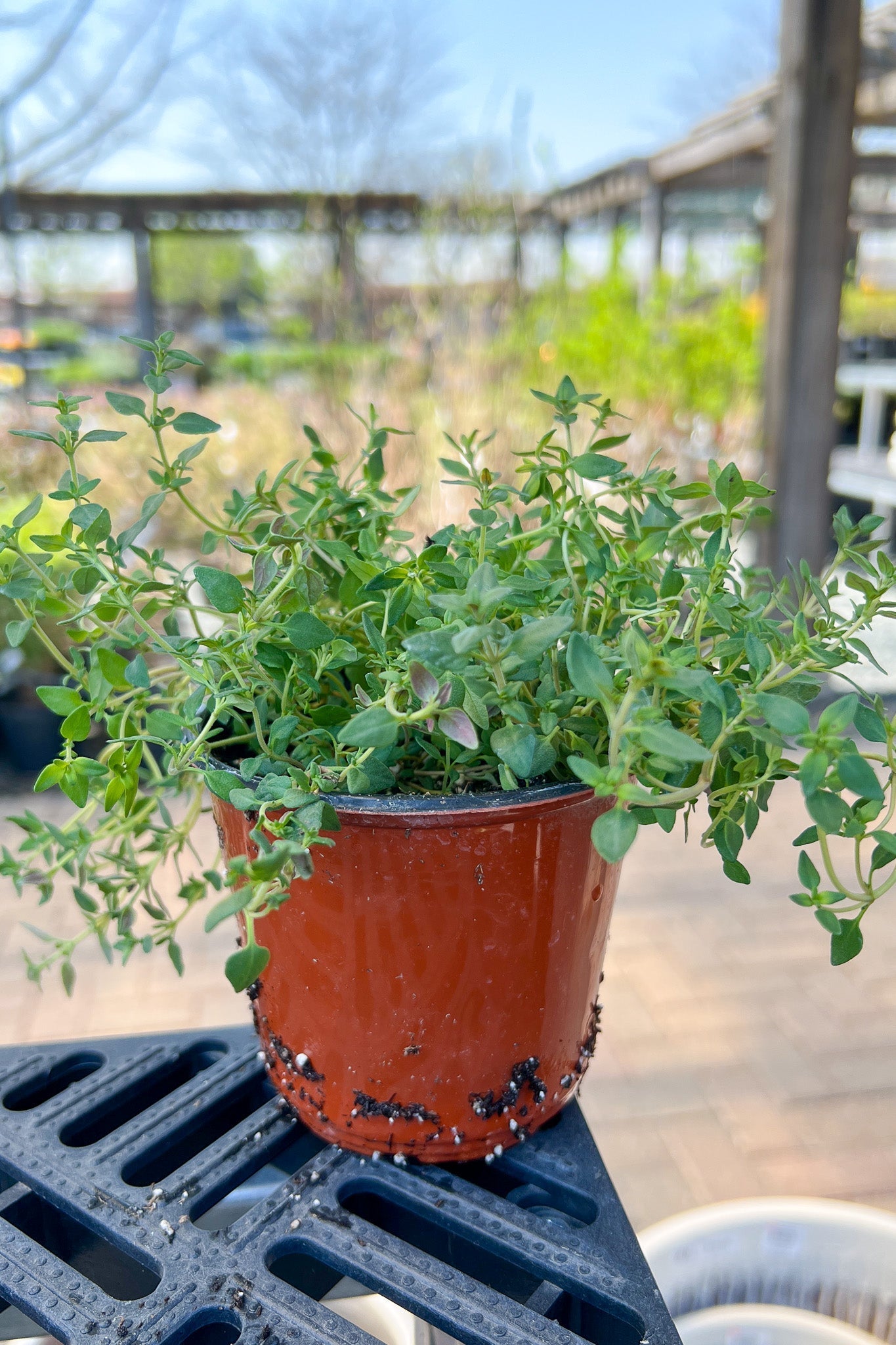 Herb, Thyme English 4"