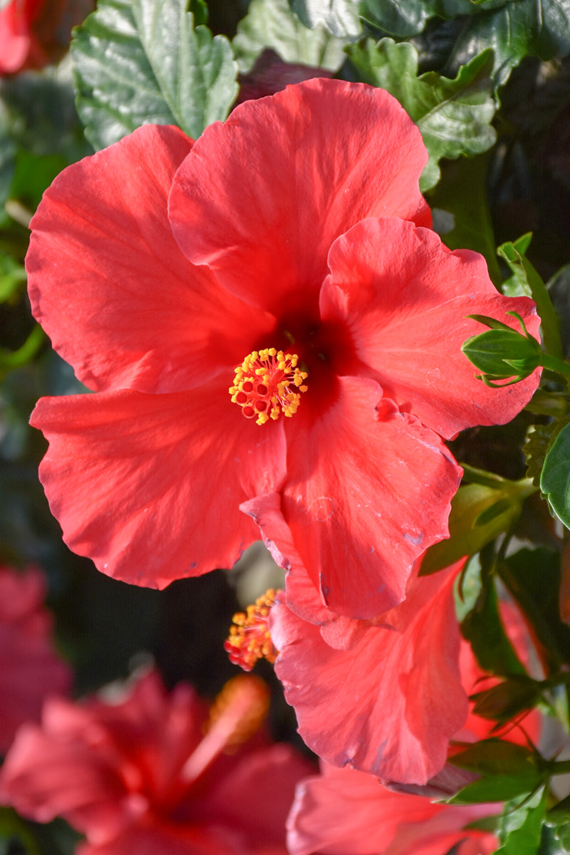 Hibiscus, Starry Wind 10"
