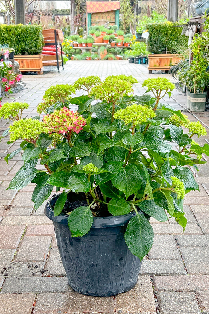 Hydrangea, Summer Crush