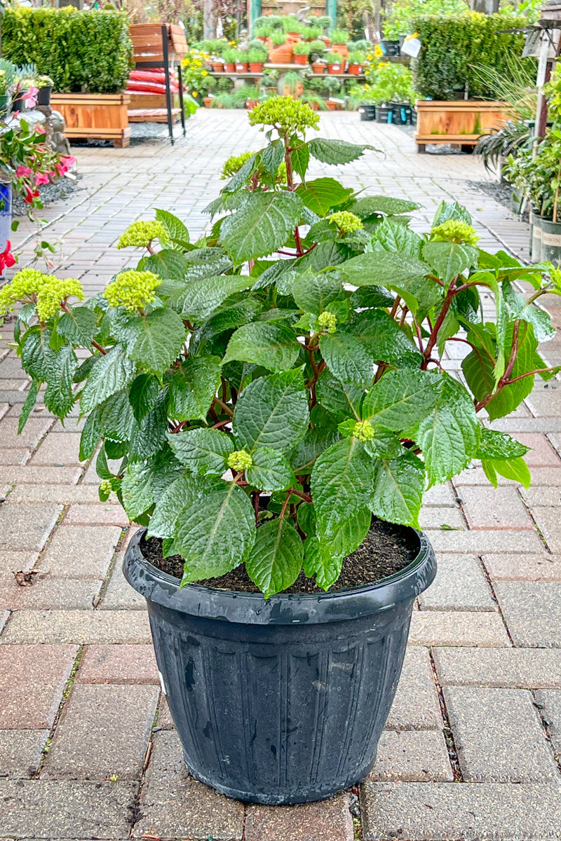Hydrangea, Bloomstruck