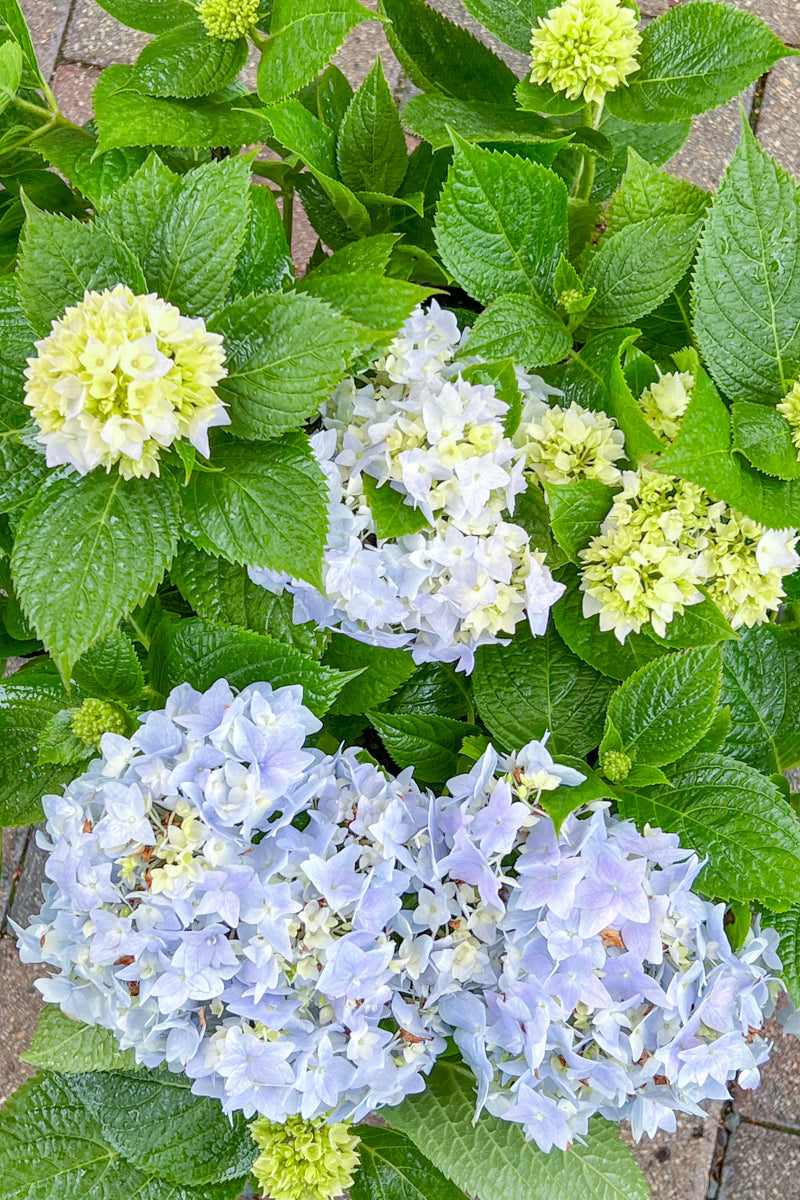 Hydrangea, Endless Summer