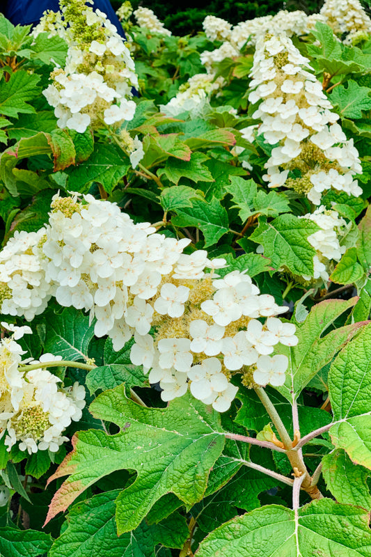 Hydrangea, Oakleaf Snow Queen