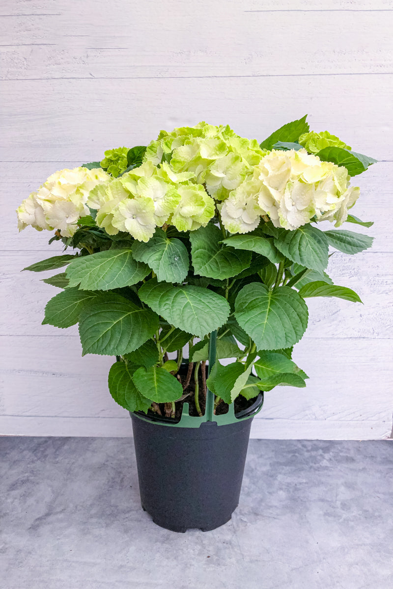Hydrangea, Florist White 8"