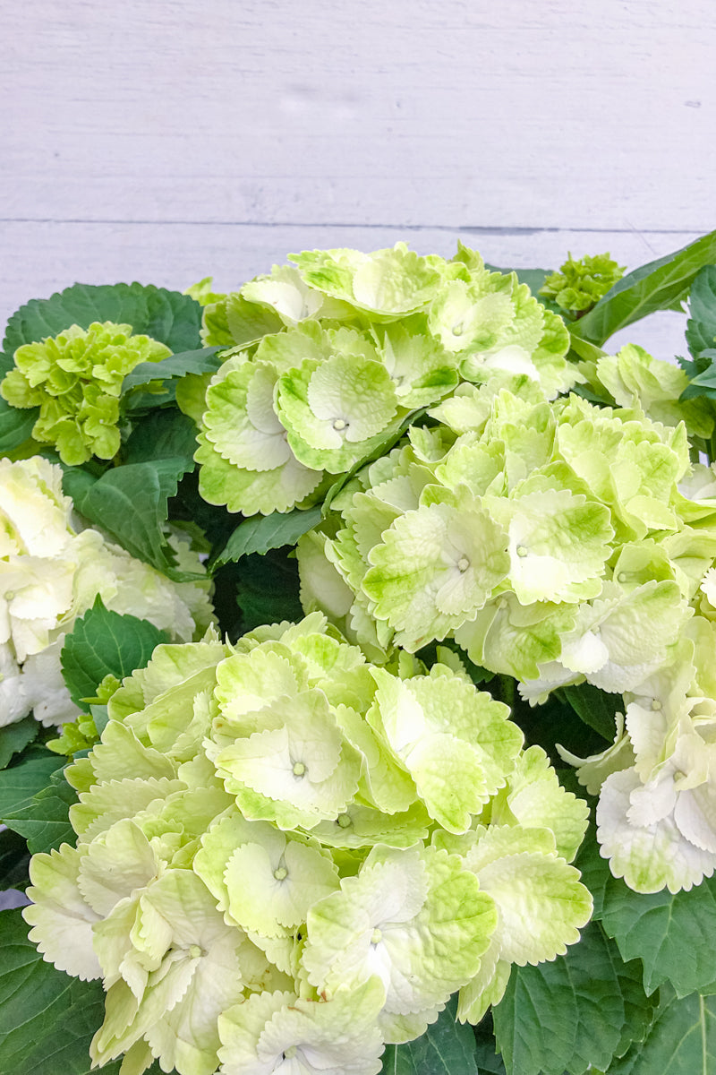 Hydrangea, Florists White 10"