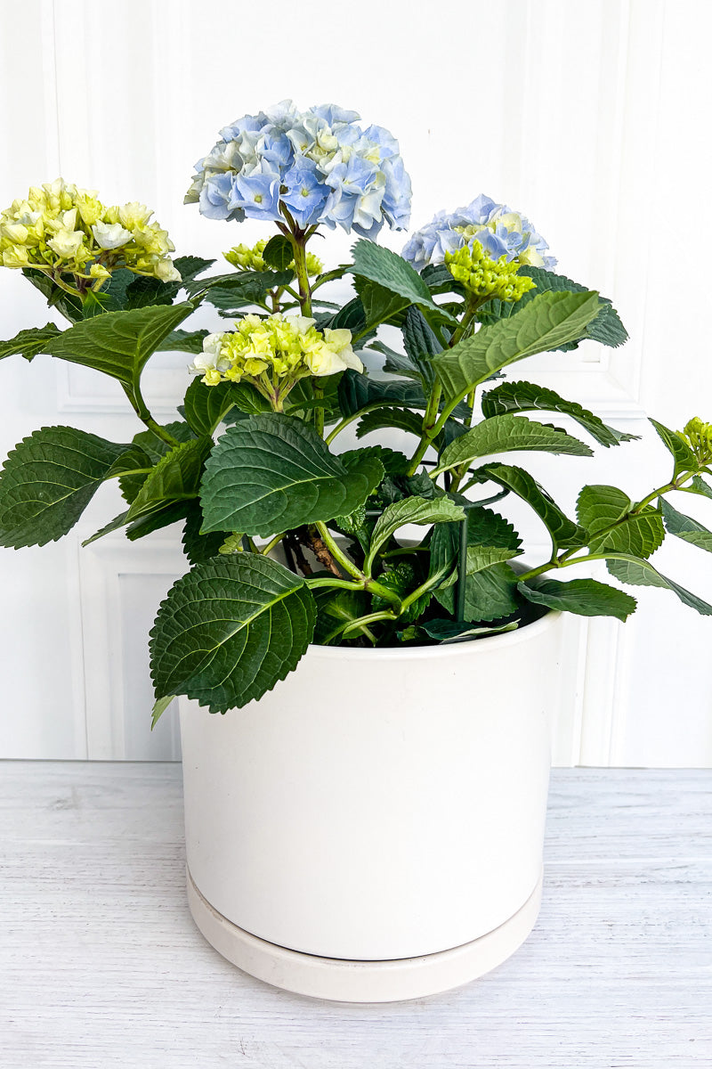 Hydrangea, Florist Blue 8"