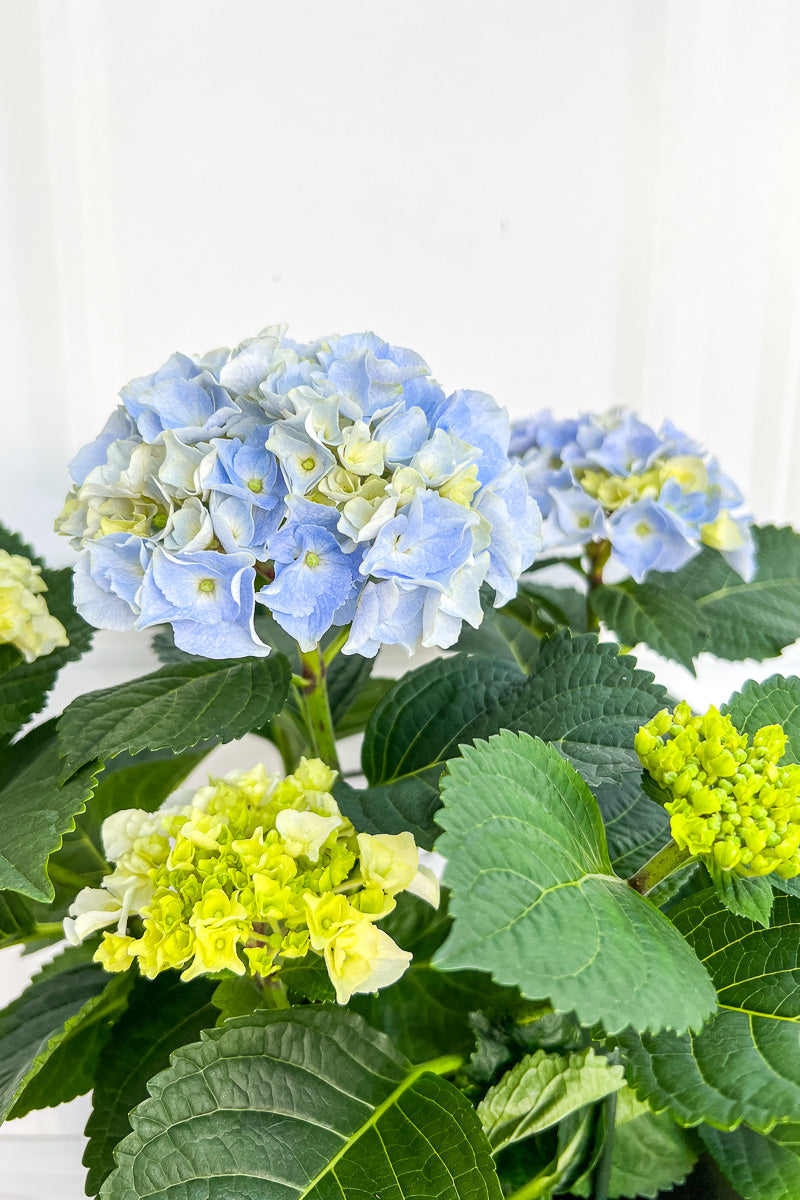 Hydrangea, Florist Blue 8"