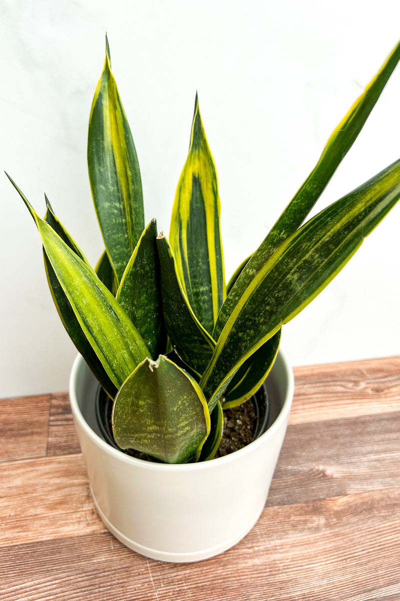 Snake Plant, Golden Flame 6"
