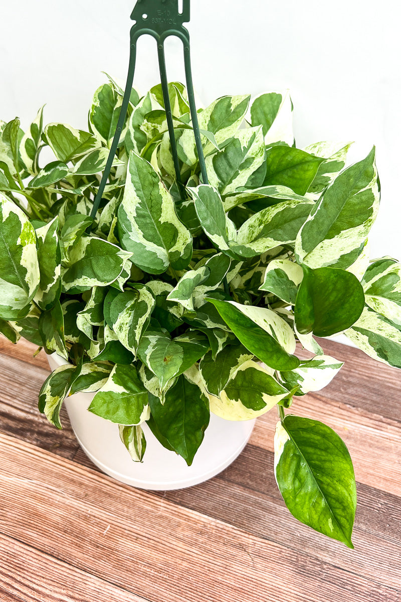 Pothos, Pearls and Jade 8" Hanging Basket