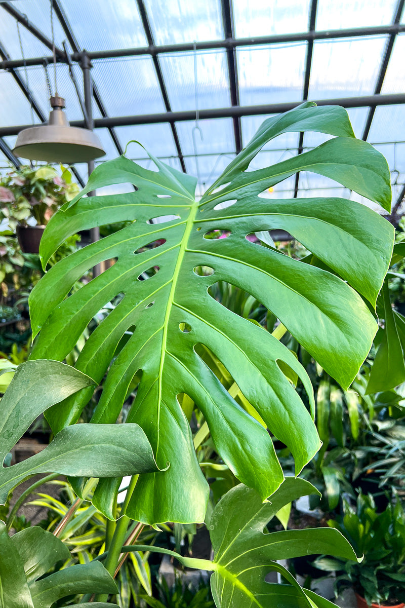 Monstera 14"
