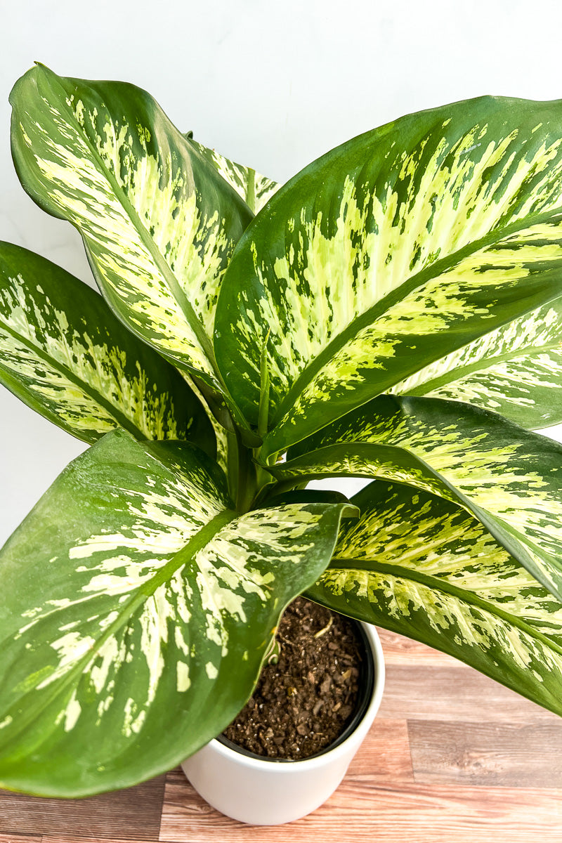 Dieffenbachia, Tropic Snow 6"