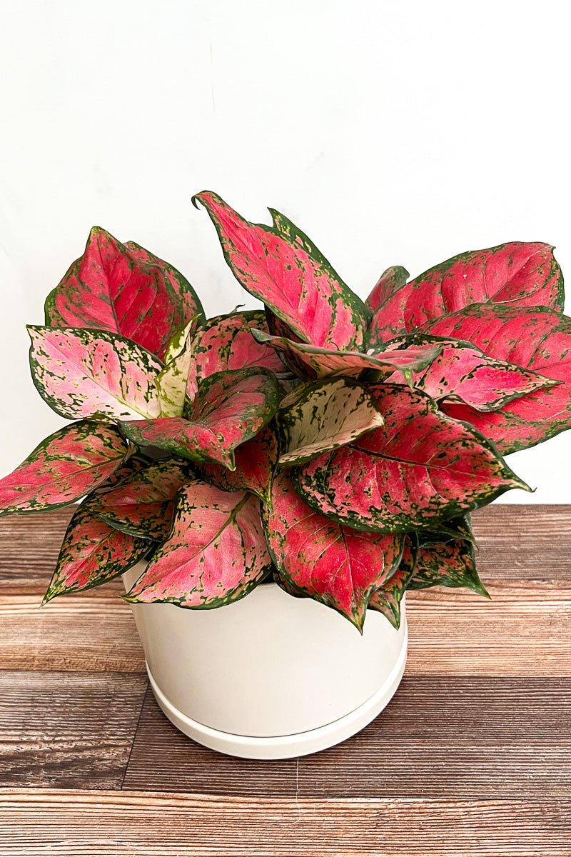 Chinese Evergreen, Red Valentine 8"