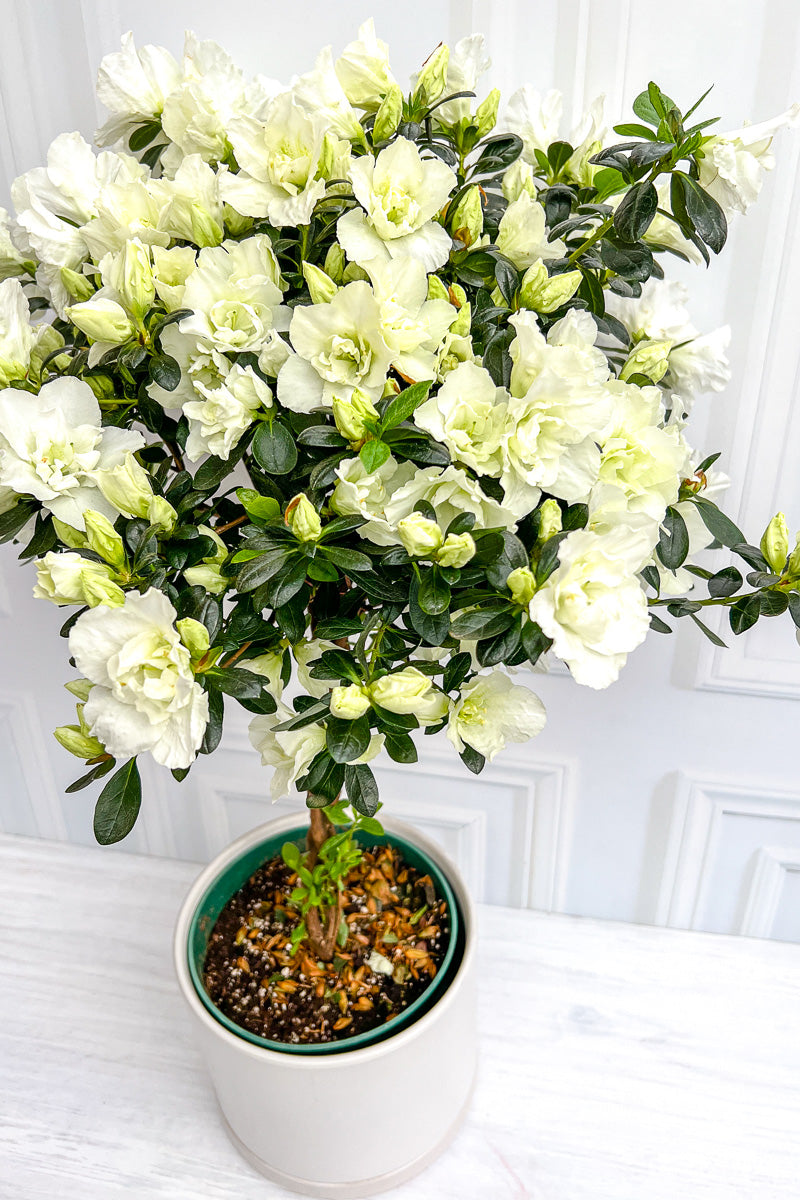 Azalea, Florist's White 8" Tree