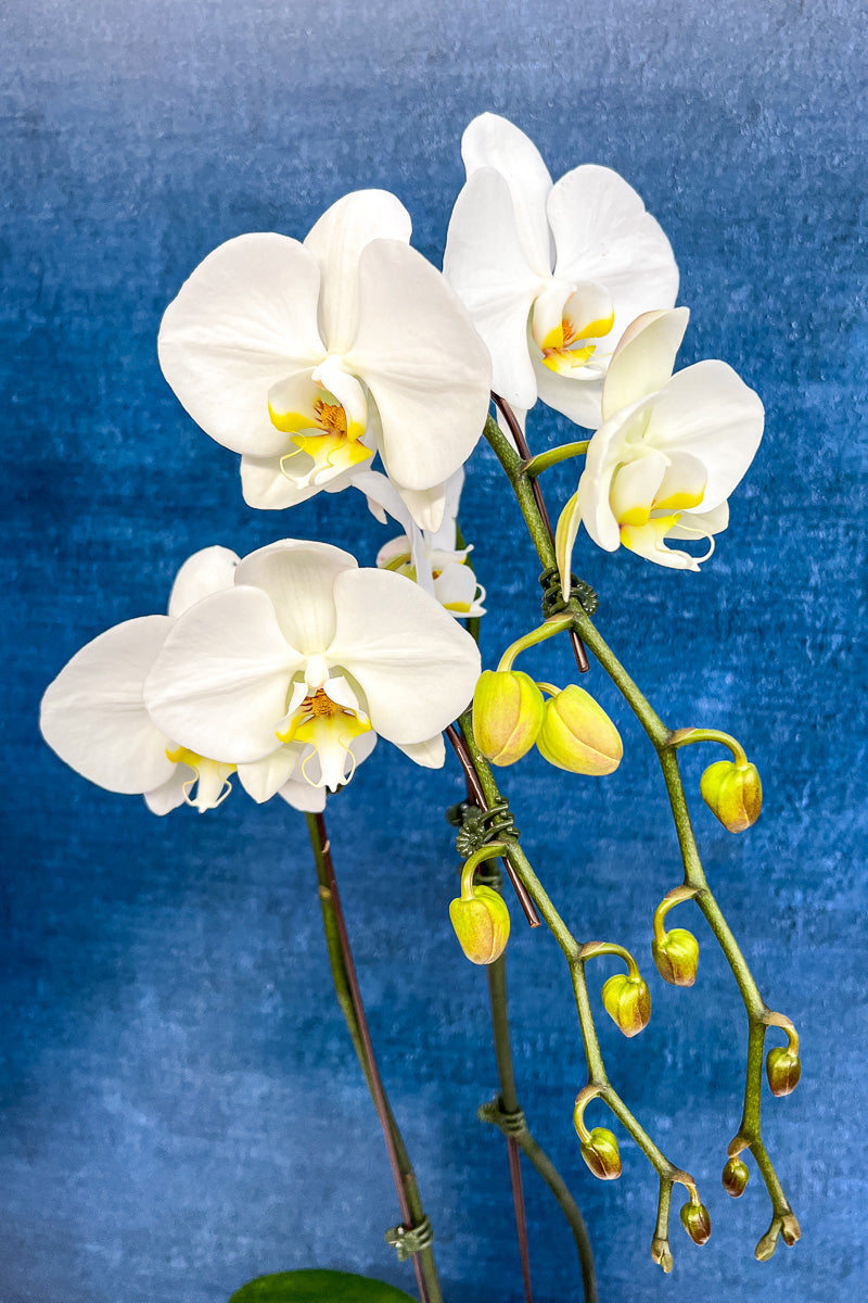 Orchid, Phalaenopsis 2Sp White 6"
