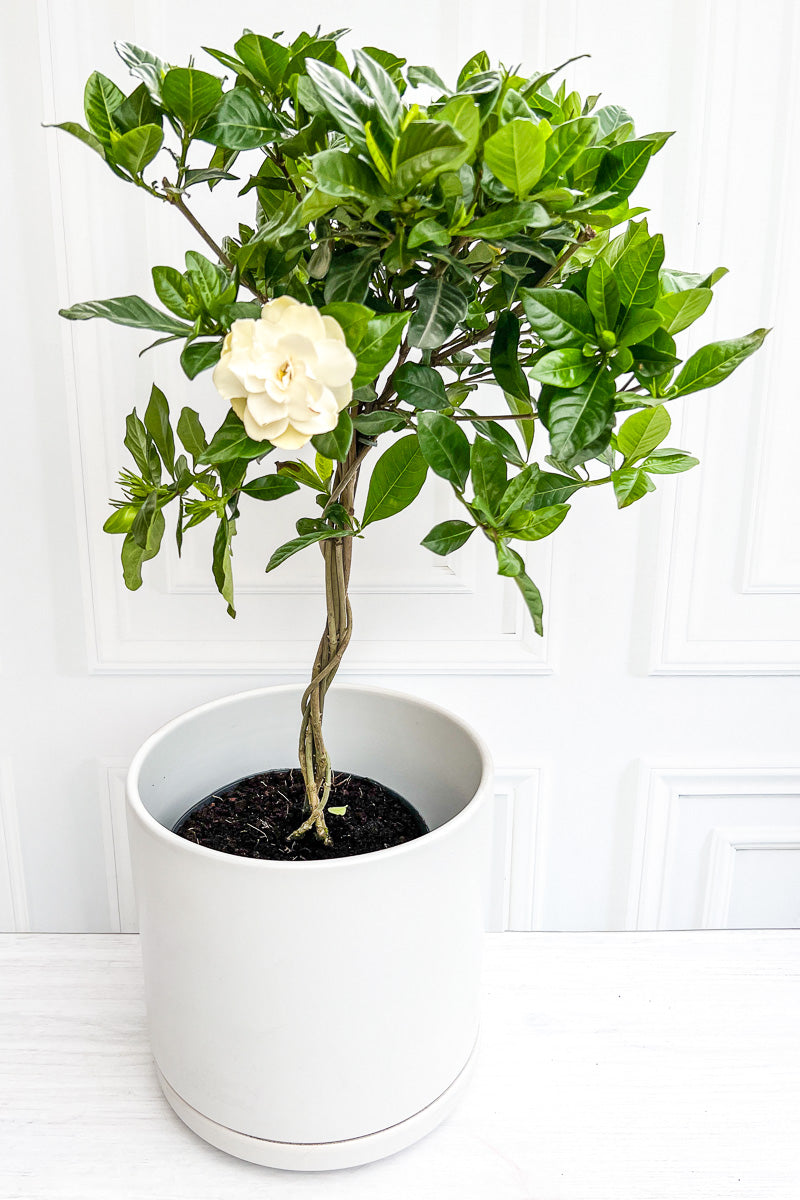 Gardenia, 8" Standard (Tree Form)