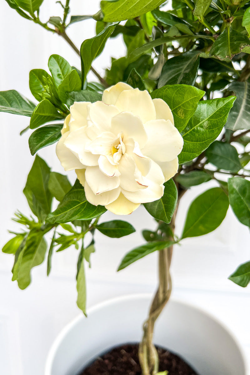 Gardenia, 8" Standard (Tree Form)