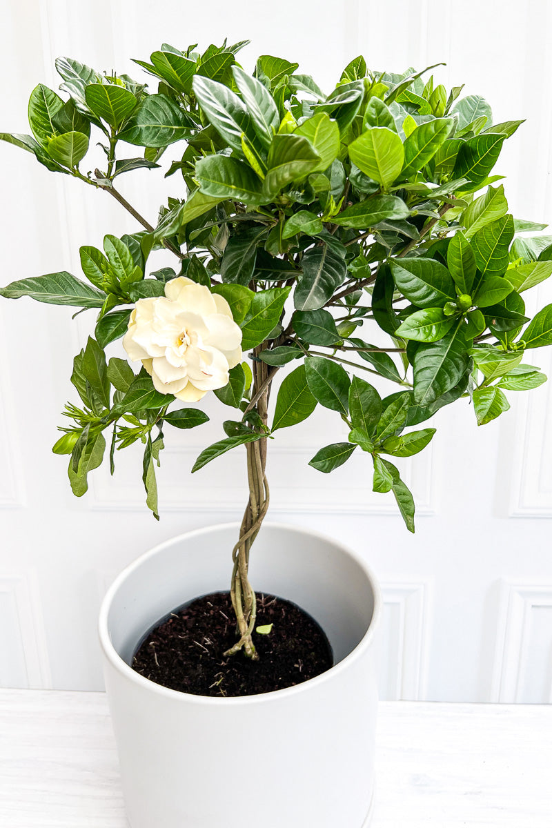 Gardenia, 8" Standard (Tree Form)