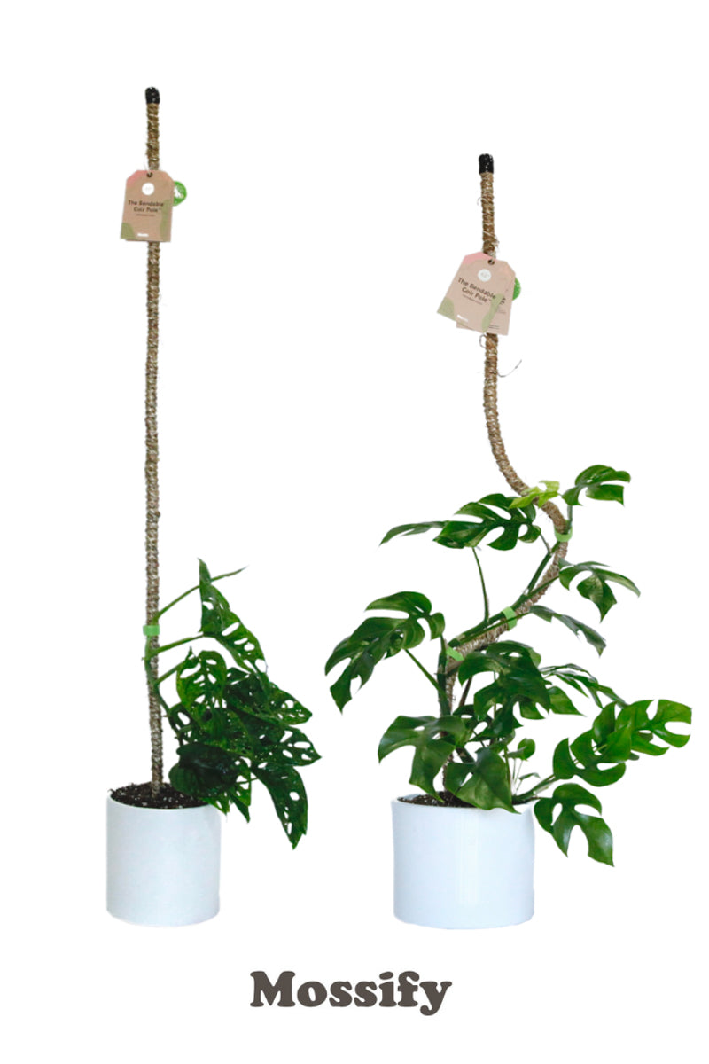 Mossify Bendable Coir Pole 16"