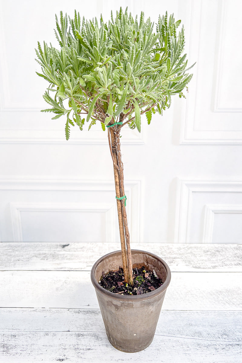 Lavender, Topiary Goodwin Creek 5" Grey Clay Pot