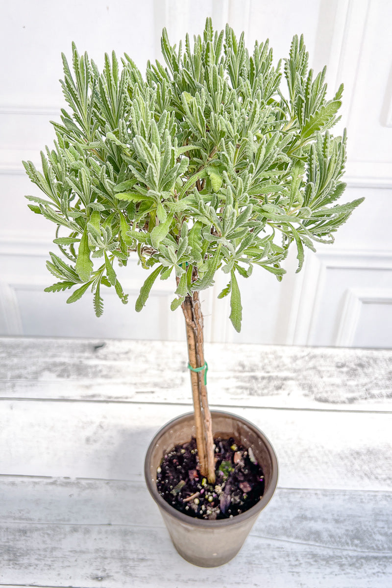 Lavender, Topiary Goodwin Creek 5" Grey Clay Pot