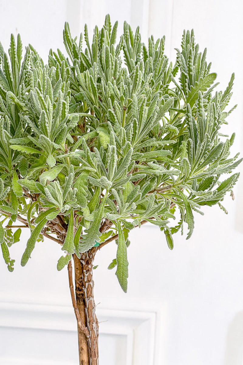 Lavender, Topiary Goodwin Creek 5" Grey Clay Pot