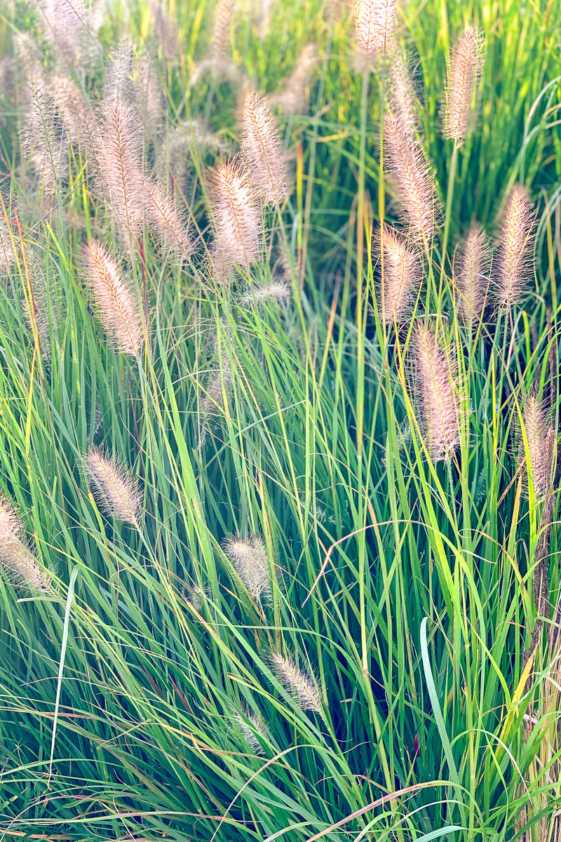 Grass, Hameln Dwarf Fountain