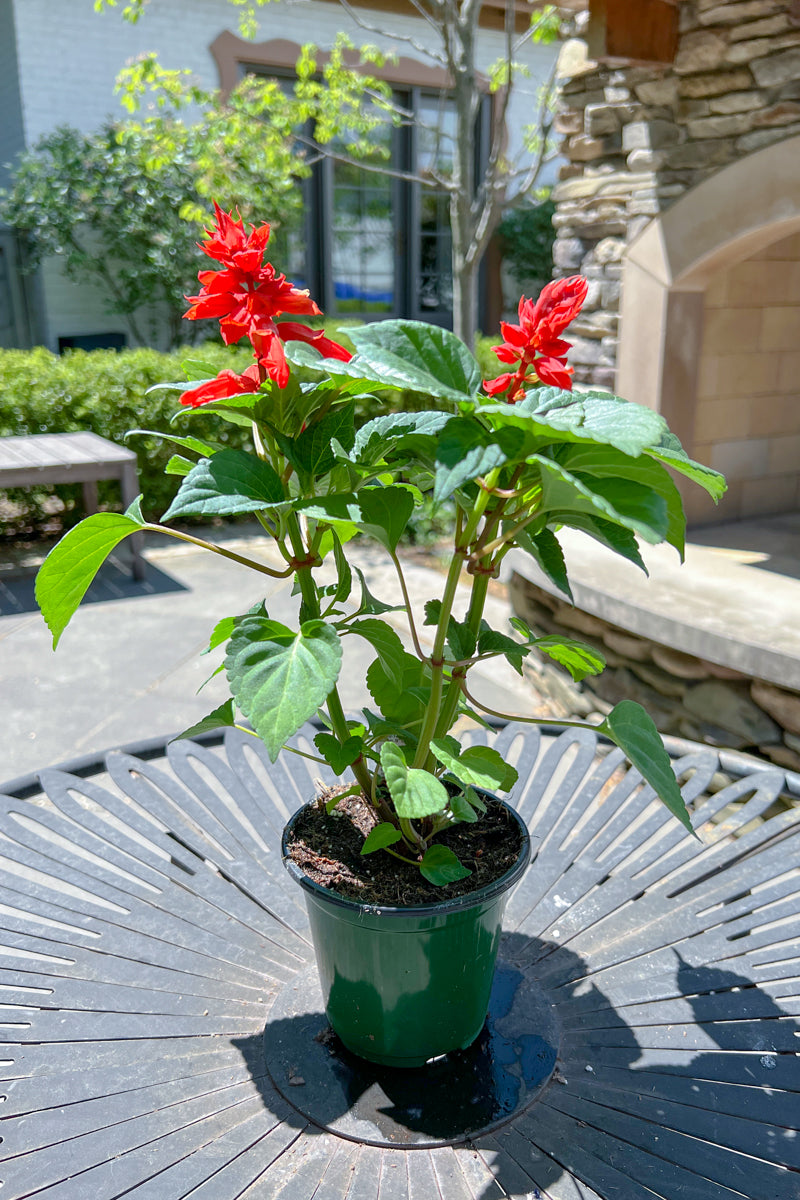 Salvia, Red