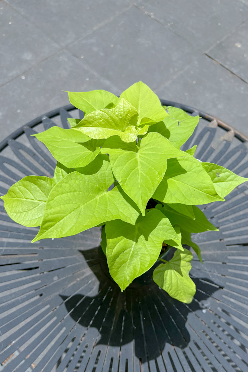 Coleus Colorblaze Limetime