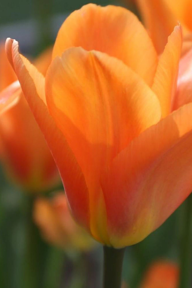 Tulip, Orange 4"