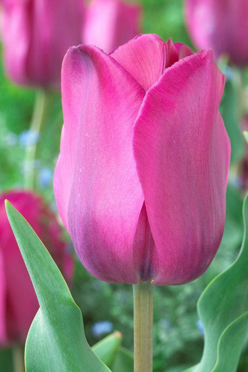 Tulip, Potted Pink 4"