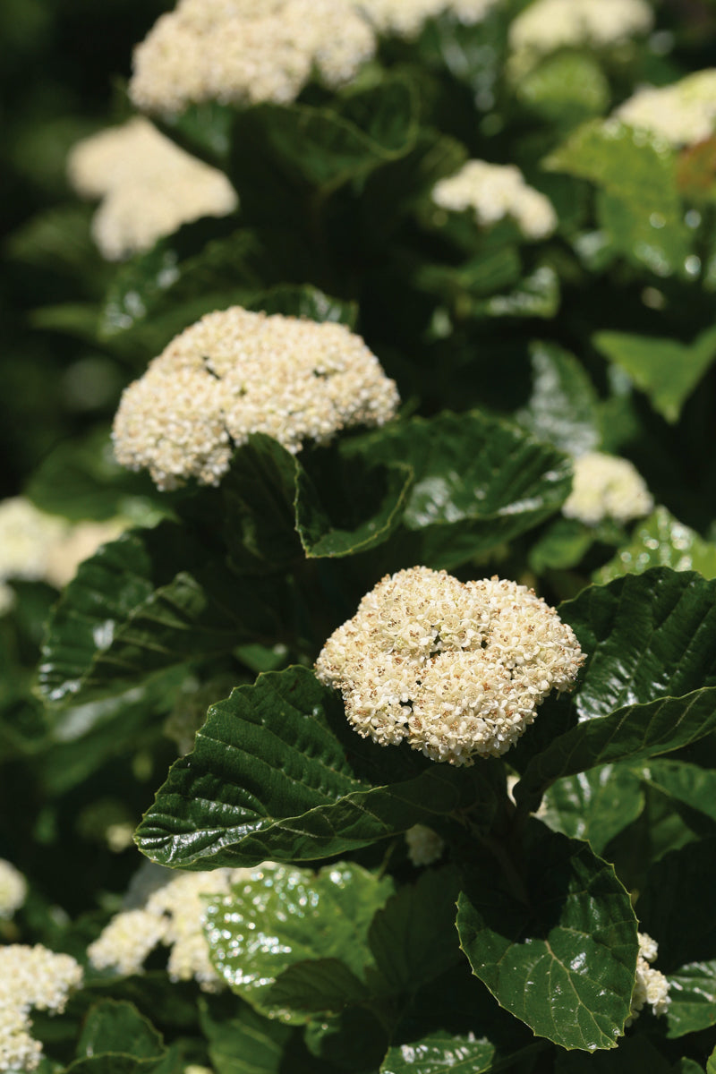 Viburnum, All That Glitters
