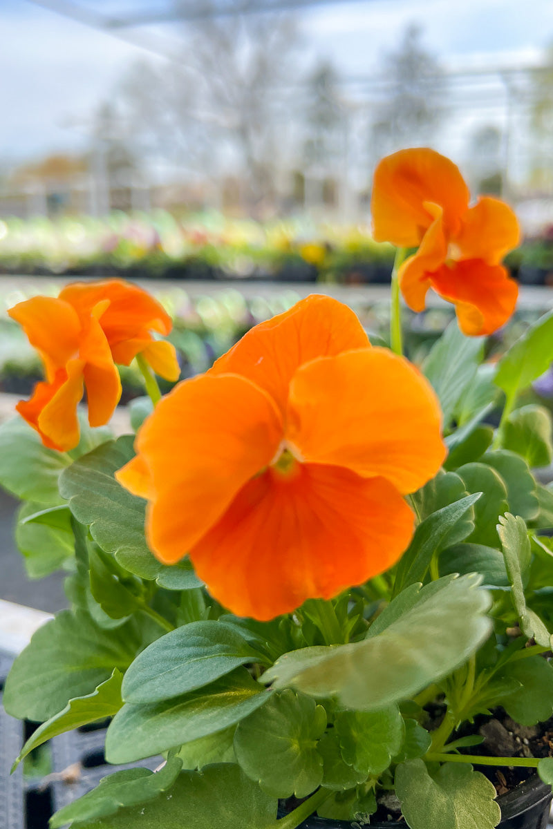 Pansy, Matrix Deep Orange