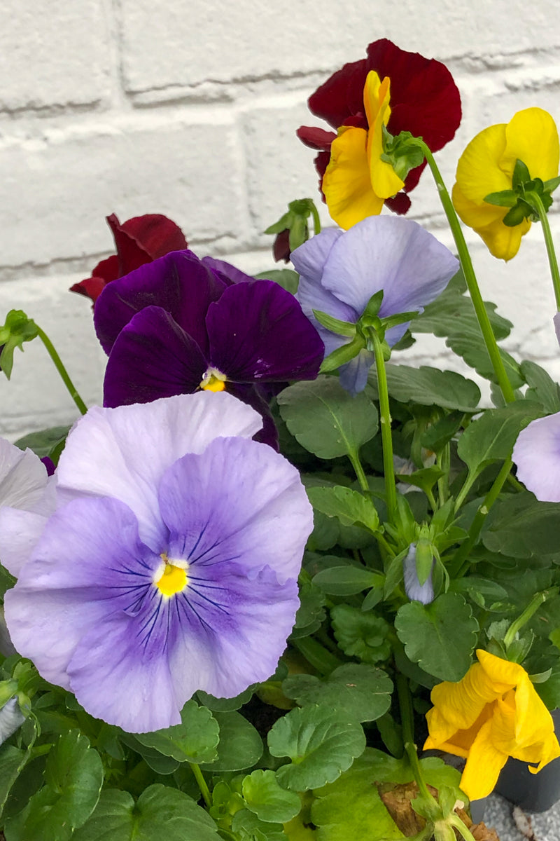 Pansy, Matrix Clear Mix