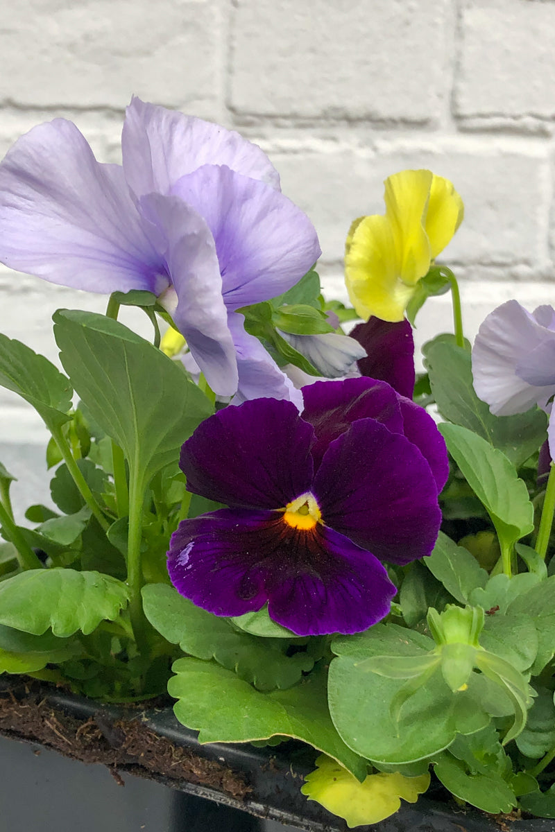 Pansy, Matrix Tricolor Mix