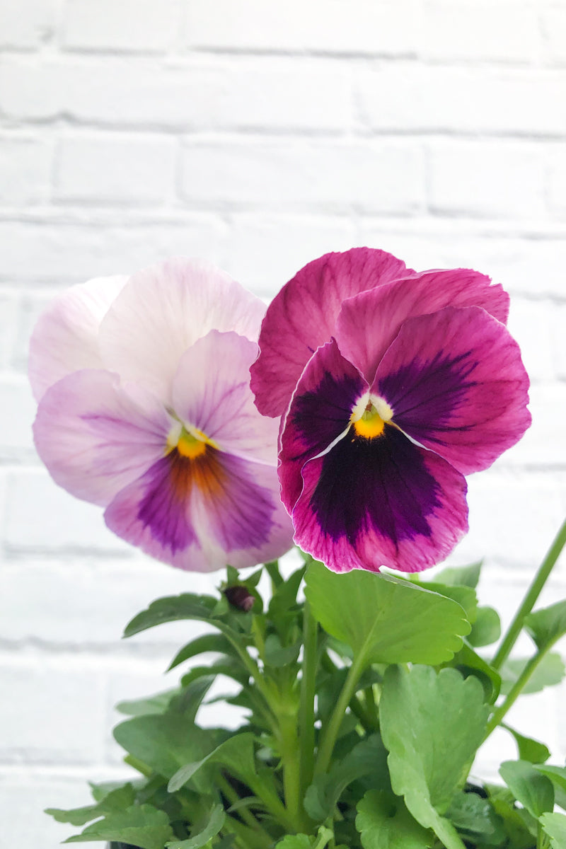 Pansy, Matrix Pink Shades