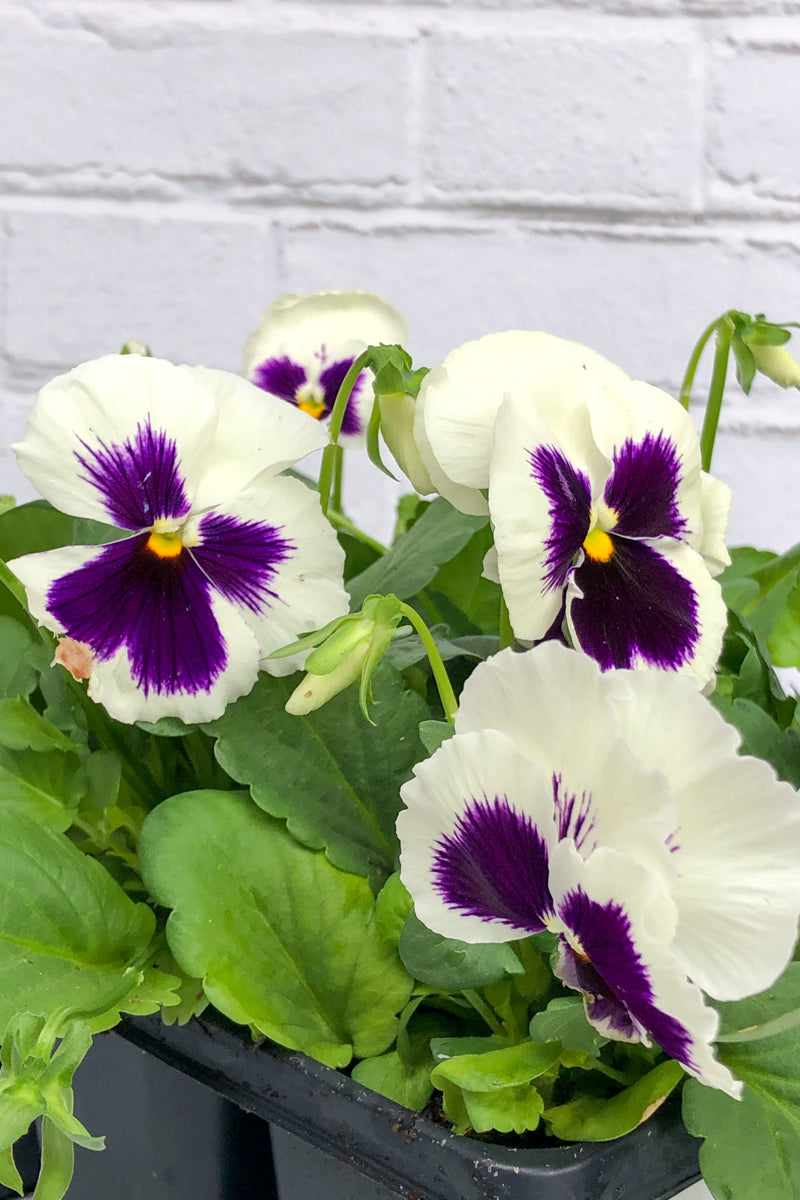 Pansy, Matrix White Blotch 4"