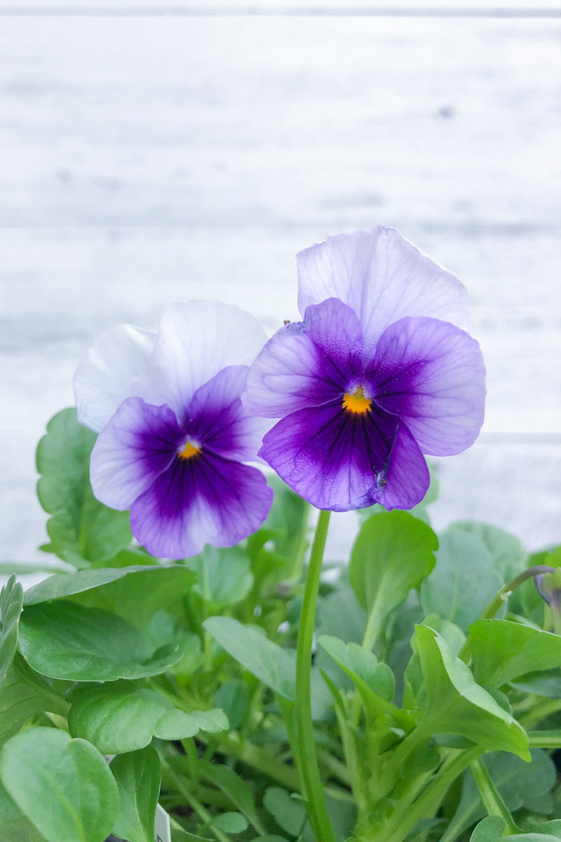 Pansy, Viola Beaconsfield