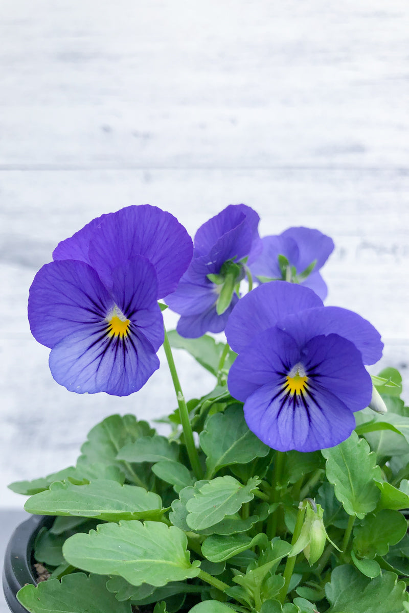 Pansy, Sorbet Xp True Blue