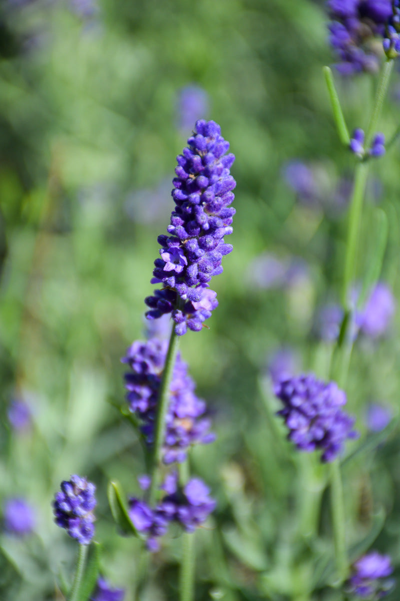 Lavender, Sweet Romance