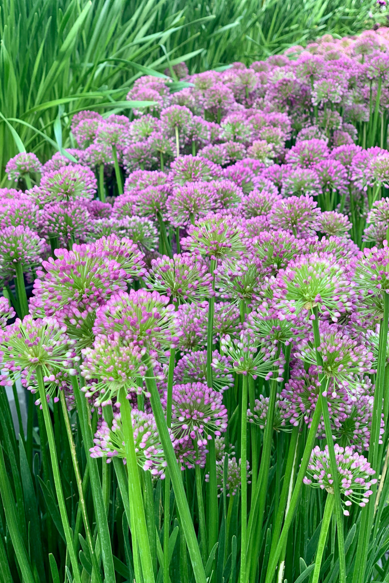 Allium, Millenium