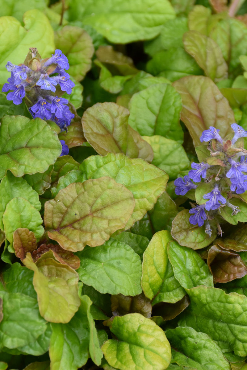 Ajuga, Parrot Paradise