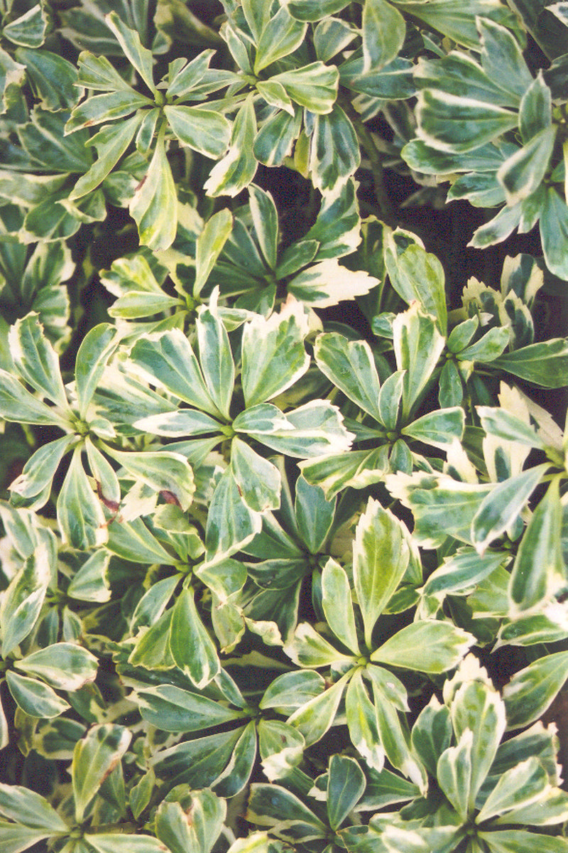 Pachysandra, Variegated