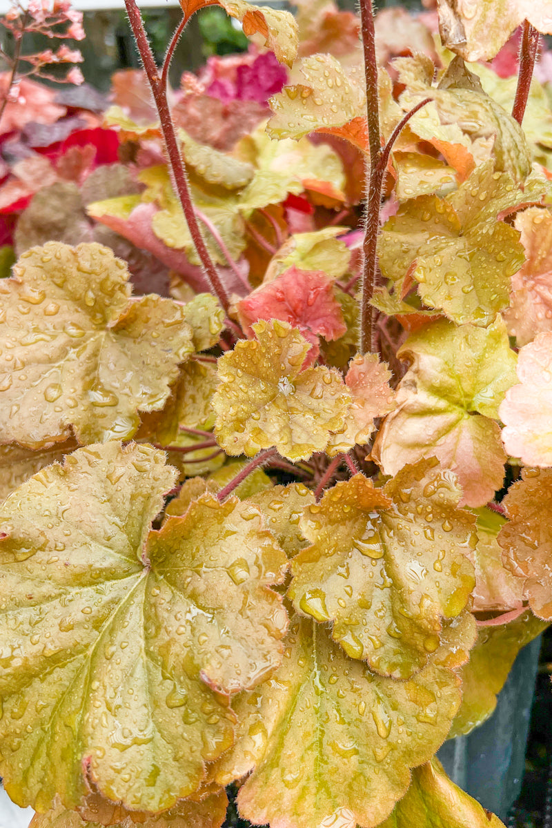 Coral Bells, Northern Exposure Amber