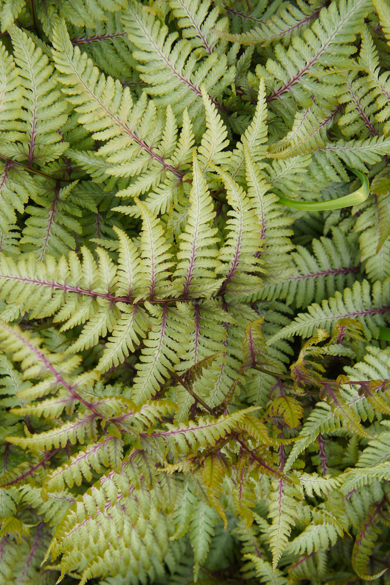 Fern, Japanese Painted
