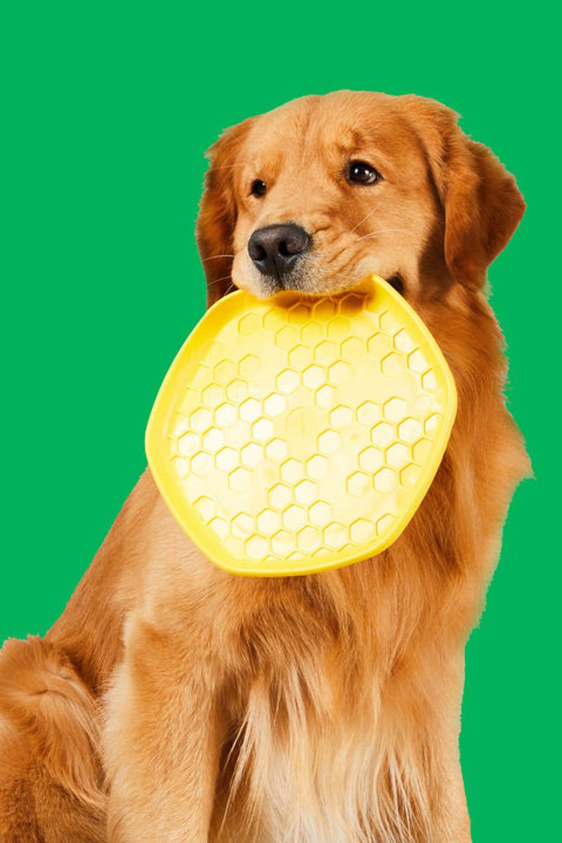 Project Hive Disc