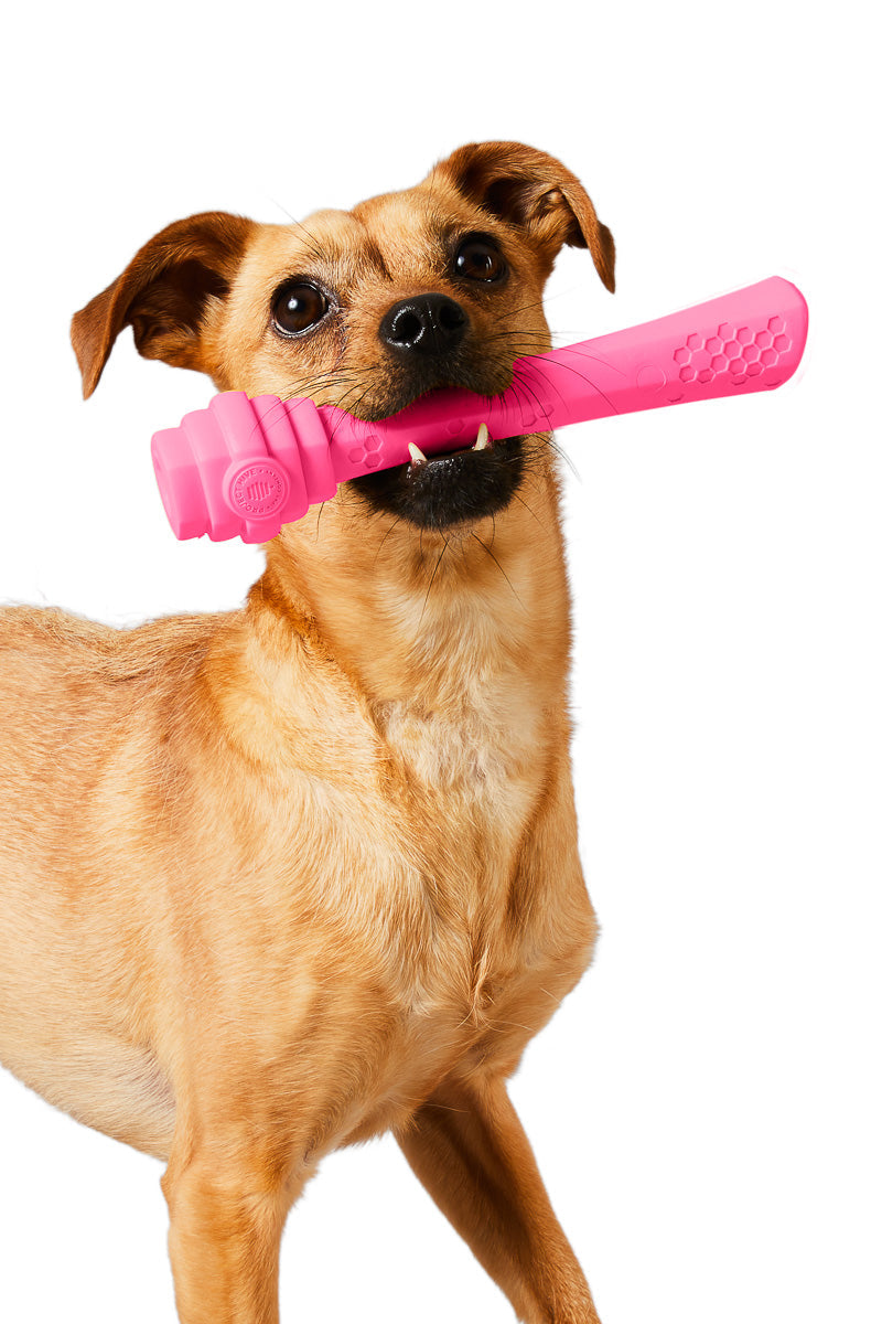 Project Hive Berry Fetch Stick