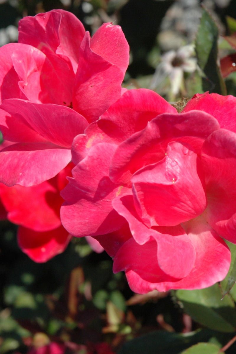 Rose, Knock Out Pink