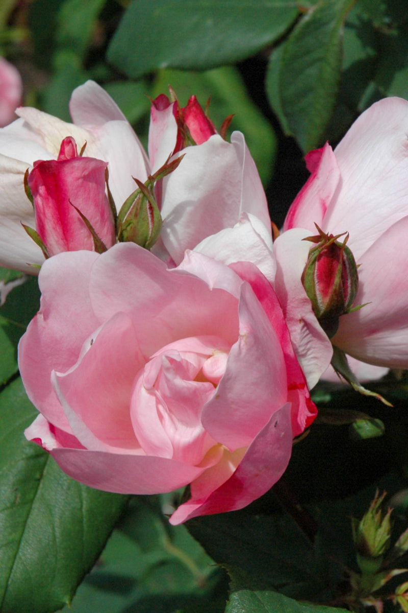 Rose, Knock Out Blushing