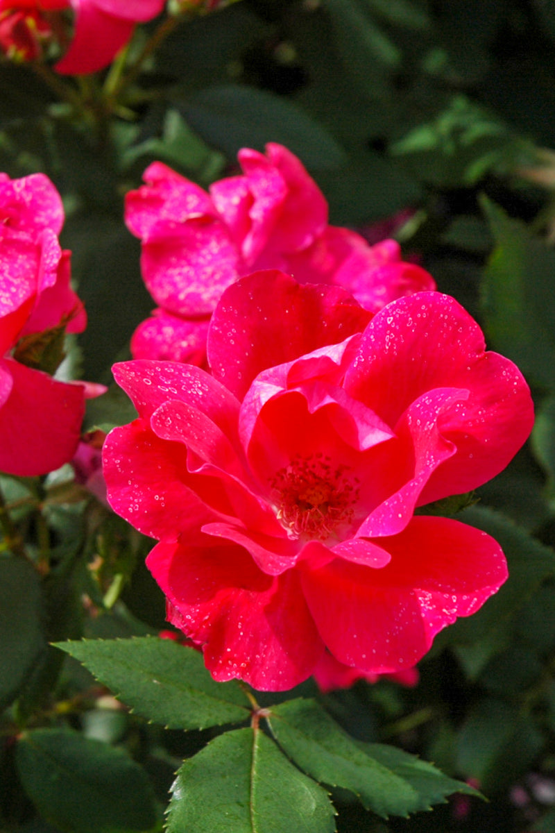 Rose, Knock Out